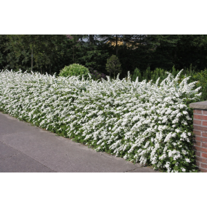 Tavoľník sivý (Spiraea × cinerea) ´GREFSHEIM´ - výška 40-60 cm, kont. C1,5L